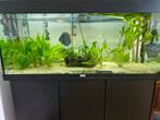 Aquarium 250 liter, Dieren en Toebehoren, Vissen | Aquaria en Toebehoren, Ophalen, Zo goed als nieuw, Leeg aquarium