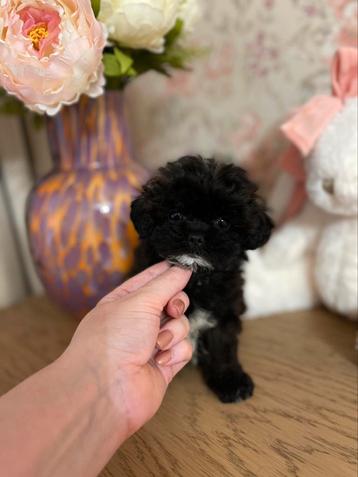 Exclusieve Maltipoo F1 Micro Teefje pup (Maltezer/Toy Poedel beschikbaar voor biedingen