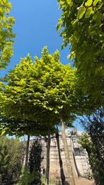 Carpinus Betulus Haagbeuk Leibomen in vele maten!, Tuin en Terras, Planten | Bomen, Ophalen of Verzenden, Bloeit niet, Halfschaduw