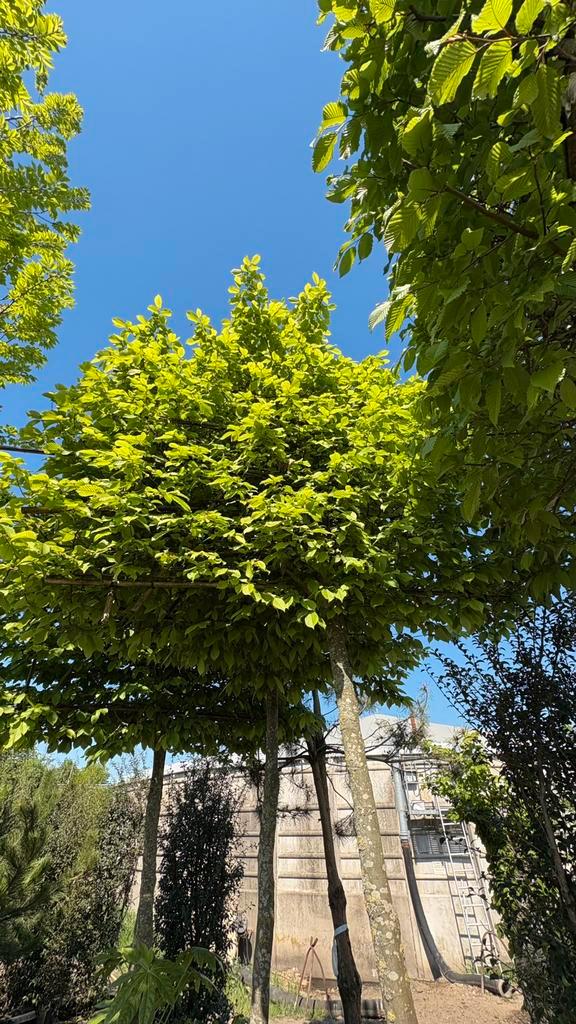 Carpinus Betulus Haagbeuk Leibomen in vele maten!, Tuin en Terras, Planten | Bomen, Overige soorten, Halfschaduw, Bloeit niet