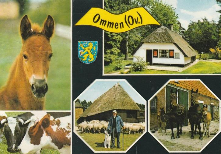 OMMEN Paard Koeien Boerderij Kudde, Verzamelen, Ansichtkaarten | Nederland, Ongelopen, Overijssel, 1960 tot 1980, Verzenden