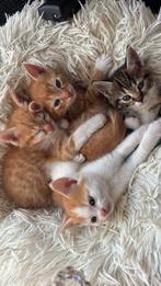 Lieve kittens te koop - 8 weken oud, Dieren en Toebehoren, Katten en Kittens | Raskatten | Korthaar, Kater, Ontwormd, 0 tot 2 jaar