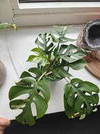 Rhaphidophora tetrasperma variegata, Huis en Inrichting, Kamerplanten, Ophalen of Verzenden, Overige soorten, Minder dan 100 cm