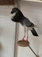 Brunner kroppers, Dieren en Toebehoren, Vogels | Duiven, Meerdere dieren