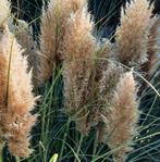Pampas pluimen, Ophalen
