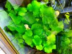 Nymphoides Taiwan, Dieren en Toebehoren, Vissen | Aquaria en Toebehoren, Ophalen, Nieuw, Plant(en), Steen of Hout