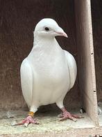 Postduiven, Dieren en Toebehoren, Vogels | Duiven, Meerdere dieren, Postduif