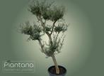 Olea europaea – Pompom Olijfboom, Lente, 100 tot 250 cm, Olijfboom, Ophalen