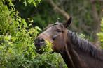 Paardenhaag mix, snoephaag voor paarden, Overige soorten, Haag, Minder dan 100 cm, Verzenden