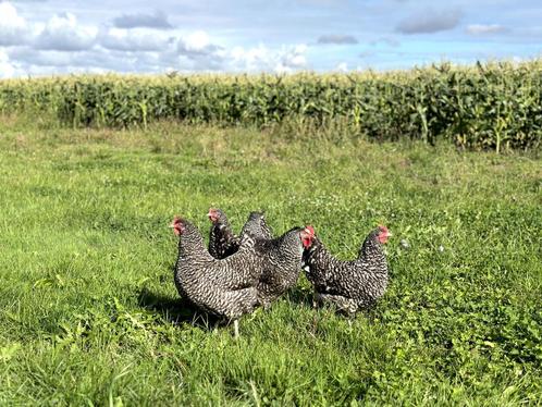 Jonge tamme Noord Hollandse Blauwe kippen gesekst en ingeënt, Dieren en Toebehoren, Pluimvee, Kip, Vrouwelijk