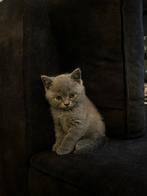 Britse kortharen, kittens, Dieren en Toebehoren, Katten en Kittens | Raskatten | Korthaar, Kater, Met stamboom, 0 tot 2 jaar