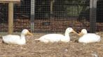 Indische loopeenden | Verschillende kleuren | Goed advies, Dieren en Toebehoren, Pluimvee, Meerdere dieren, Eend