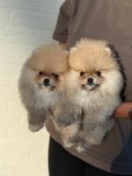 Elite mini pomeranians | Pomeriaan | Stamboom | Teefjes, Dieren en Toebehoren, Honden | Poolhonden, Keeshonden en Oertypen, Particulier
