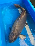 Ghost koi 60+, Dieren en Toebehoren, Vissen | Vijvervissen, Karper of Koi