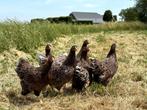 Wyandotte kriel kippen goudblauw gezoomd gesekst + ingeënt, Dieren en Toebehoren, Pluimvee, Vrouwelijk, Kip