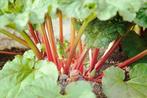 Rabarber stengels biologische, Tuin en Terras, Ophalen, Volle zon, Groenteplanten, Eenjarig