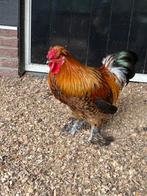 Haantje, Dieren en Toebehoren, Pluimvee, Mannelijk, Kip