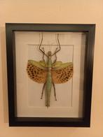 Paracyphocrania major, Overige materialen, Minder dan 50 cm, Ophalen of Verzenden, Zo goed als nieuw