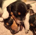 Jack russel pups, Jack Russell Terriër, CDV (hondenziekte), 8 tot 15 weken, Meerdere