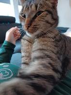 Met veel verdriet zoeken wij een liefdevol nieuw thuis voor, Ophalen of Verzenden