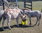 Blikvangers: 2 Lieve mini hengstjes met goede papieren., Dieren en Toebehoren, Pony's, Hengst, Recreatiepony, Gechipt, 0 tot 2 jaar