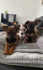 Pups, België, Particulier, CDV (hondenziekte), 8 tot 15 weken