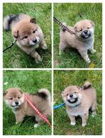 Shiba Inu pups FCI stamboom geb 14-9, 3 reutjes beschikbaar, Dieren en Toebehoren, Overige rassen, CDV (hondenziekte), 8 tot 15 weken