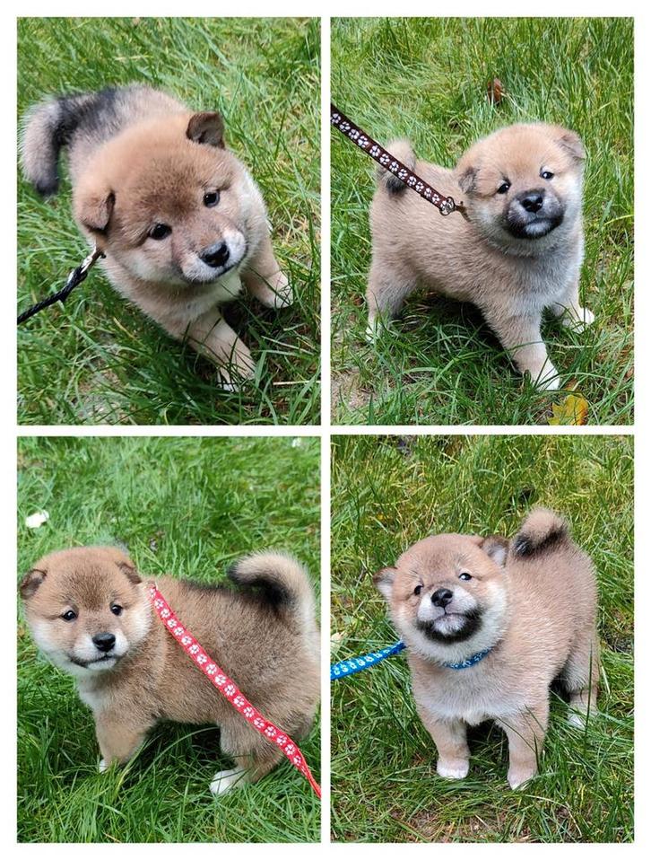 Shiba Inu pups FCI stamboom geb 14-9, 3 reutjes beschikbaar, Dieren en Toebehoren, Honden | Poolhonden, Keeshonden en Oertypen