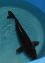 Magoi 43-48 cm Sansai, Karper of Koi