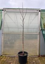 Walnoot boom - Juglans regia - 200/300 cm!, Tuin en Terras, Planten | Fruitbomen, Ophalen, In pot