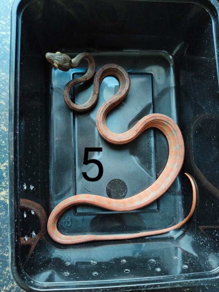 Corallus hortulanus, tuinboa