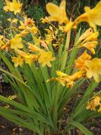 Crocosmia Sulphurea planten – zwavelgeel, Overige soorten, Volle zon, Vaste plant, Ophalen of Verzenden