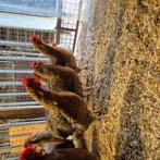 Bielefelder groot 4 hennen 25 weken oud leggen eitjes, Dieren en Toebehoren, Pluimvee, Vrouwelijk, Kip
