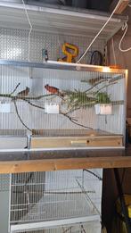 Rode kardinaal kardinalen, Dieren en Toebehoren, Vogels | Overige Vogels, Meerdere dieren, Geringd