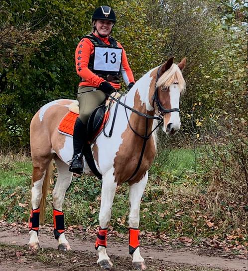 Veelzijdige 6-jarige bonte e-pony merrie, Dieren en Toebehoren, Pony's, Merrie, E pony (1.48m - 1.57m), 3 tot 6 jaar, Gechipt