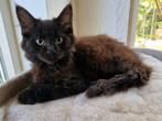 Prachtige Maine coon kittens, Meerdere dieren, Ontwormd, 0 tot 2 jaar