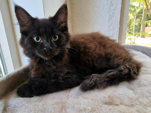 Prachtige Maine coon kittens, Dieren en Toebehoren, Katten en Kittens | Raskatten | Langhaar, Meerdere dieren, 0 tot 2 jaar, Ontwormd