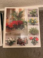 Alles over planten!, Huis en Inrichting, Ophalen of Verzenden, Overige soorten, Minder dan 100 cm