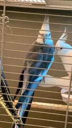 Parkieten, Dieren en Toebehoren, Vogels | Parkieten en Papegaaien, Meerdere dieren, Parkiet, Tam