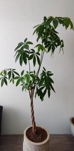 De Pachira Aquatica, Ophalen, 200 cm of meer, Overige soorten, Halfschaduw