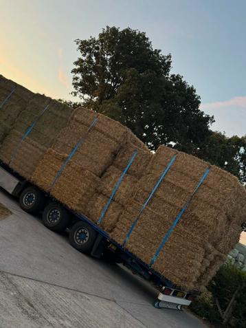 Stro strooisel tarwestro lang stro gesneden stro gehakselt beschikbaar voor biedingen