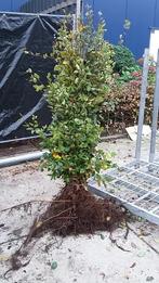 beukenhaag fagus sylvatica groen blad in de zomer, Ophalen, Beukenhaag, 100 tot 250 cm