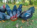 Prachtige jonge hanen Barnevelder kriel zilver dubbelgezoomd, Dieren en Toebehoren, Pluimvee, Meerdere dieren, Kip