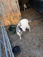 4 geiten 1moeder 2jongen en anderhalf jarig80euroalles, Dieren en Toebehoren, Schapen, Geiten en Varkens, Meerdere dieren, Geit