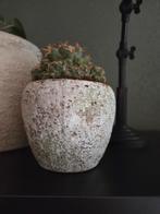 Cactus in bloempot, Ophalen of Verzenden, Minder dan 100 cm, In pot, Cactus