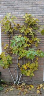 Vijgenboom vijgenstruik, Bloeit niet, Overige soorten, 100 tot 250 cm, Ophalen