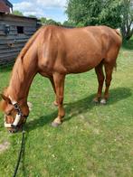 Superlieve ruin, Dieren en Toebehoren, Paarden, Ruin, 160 tot 165 cm, Recreatiepaard, 11 jaar of ouder