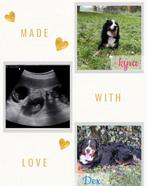 Berner Sennen Pups Verwacht, Parvo, Meerdere, Meerdere dieren, Nederland