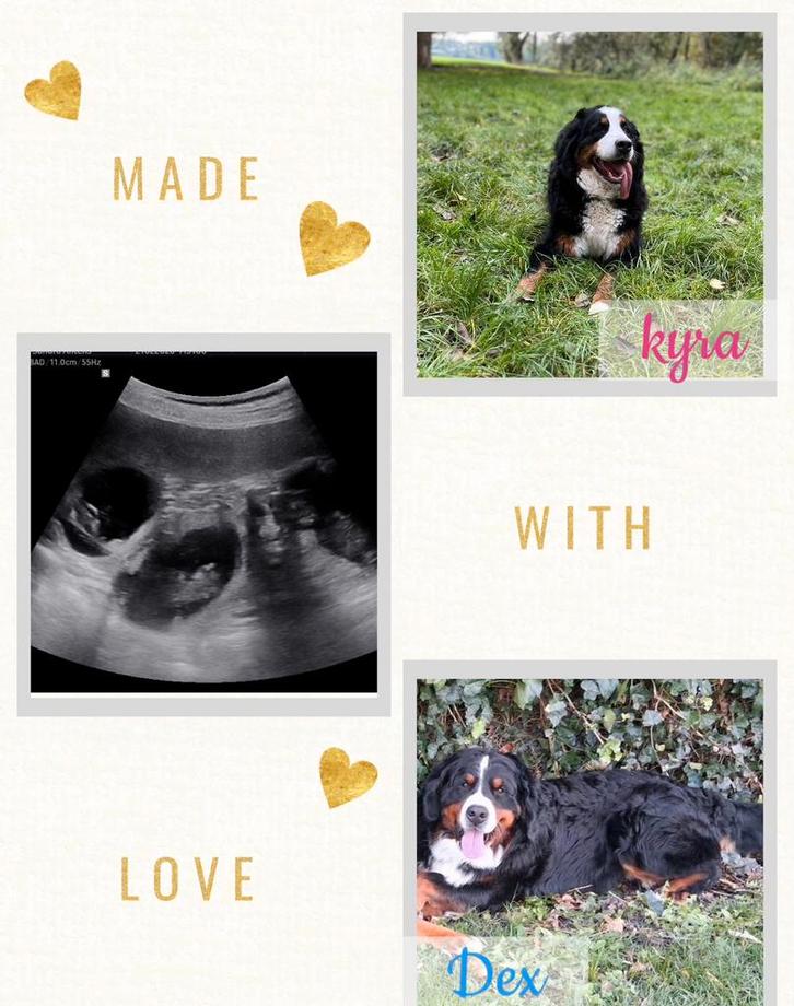 Berner Sennen Pups Verwacht, Dieren en Toebehoren, Honden | Bulldogs, Pinschers en Molossers, Meerdere dieren, Sennenhond, Particulier