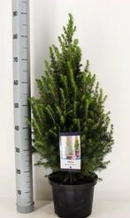Picea glauca conica kerstboompje 90 cm, Tuin en Terras, Ophalen of Verzenden, Overige soorten, Volle zon